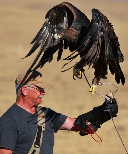 Falconry